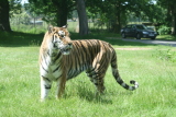 Photo /users/ganesh/gryphon/4311