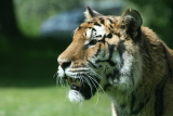 Photo /users/ganesh/gryphon/4314