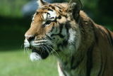 Photo /users/ganesh/gryphon/4315