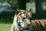Photo /users/ganesh/gryphon/4316