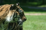 Photo /users/ganesh/gryphon/4317