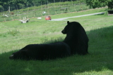 Photo /users/ganesh/gryphon/4320