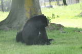 Photo /users/ganesh/gryphon/4325