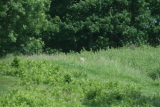 Photo /users/ganesh/gryphon/4327
