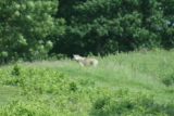 Photo /users/ganesh/gryphon/4330