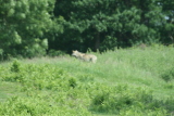 Photo /users/ganesh/gryphon/4331