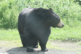 Photo /users/ganesh/gryphon/4340