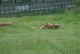 Photo /users/ganesh/gryphon/4355