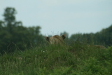 Photo /users/ganesh/gryphon/4356