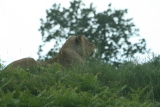 Photo /users/ganesh/gryphon/4357