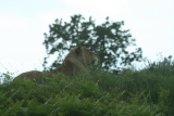 Photo /users/ganesh/gryphon/4358
