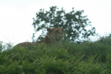 Photo /users/ganesh/gryphon/4359
