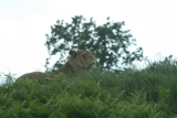 Photo /users/ganesh/gryphon/4360