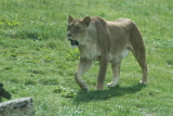 Photo /users/ganesh/gryphon/4366