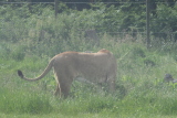 Photo /users/ganesh/gryphon/4370