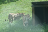 Photo /users/ganesh/gryphon/4373