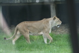 Photo /users/ganesh/gryphon/4375