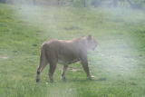 Photo /users/ganesh/gryphon/4376