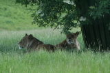 Photo /users/ganesh/gryphon/4391