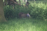 Photo /users/ganesh/gryphon/4416