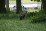 Photo /users/ganesh/gryphon/4418