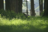 Photo /users/ganesh/gryphon/4420