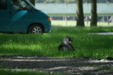 Photo /users/ganesh/gryphon/4424
