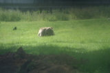 Photo /users/ganesh/gryphon/4426