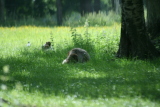 Photo /users/ganesh/gryphon/4427