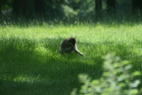Photo /users/ganesh/gryphon/4429