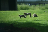 Photo /users/ganesh/gryphon/4430
