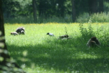 Photo /users/ganesh/gryphon/4431
