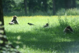 Photo /users/ganesh/gryphon/4432