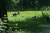 Photo /users/ganesh/gryphon/4433