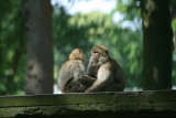 Photo /users/ganesh/gryphon/4437
