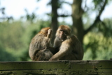 Photo /users/ganesh/gryphon/4439