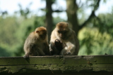Photo /users/ganesh/gryphon/4440