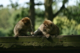 Photo /users/ganesh/gryphon/4441