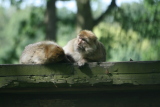 Photo /users/ganesh/gryphon/4442