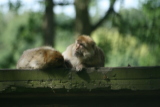 Photo /users/ganesh/gryphon/4443