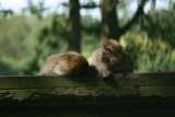Photo /users/ganesh/gryphon/4444
