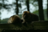 Photo /users/ganesh/gryphon/4445