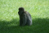 Photo /users/ganesh/gryphon/4449