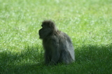 Photo /users/ganesh/gryphon/4451