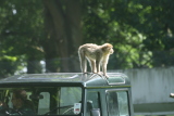 Photo /users/ganesh/gryphon/4456
