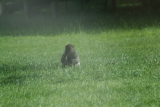 Photo /users/ganesh/gryphon/4460
