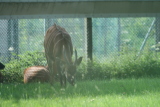 Photo /users/ganesh/gryphon/4461
