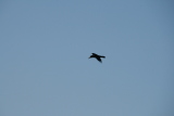 Photo /users/ganesh/gryphon/4942