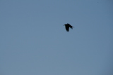 Photo /users/ganesh/gryphon/4943