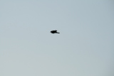 Photo /users/ganesh/gryphon/4950